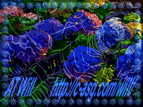 紫陽花 without 雨 紫陽花 without 雨