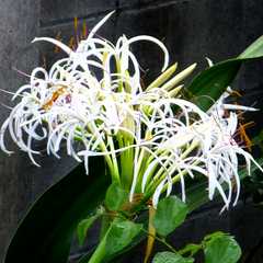 ハマユウの花 ハマユウの花