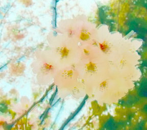 桜の花 (染井吉野)